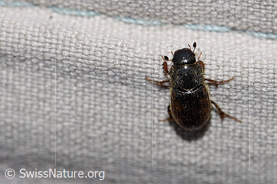 Foto: Heptaulacus testudinarius (Blatthornkäfer). Ansicht von oben.