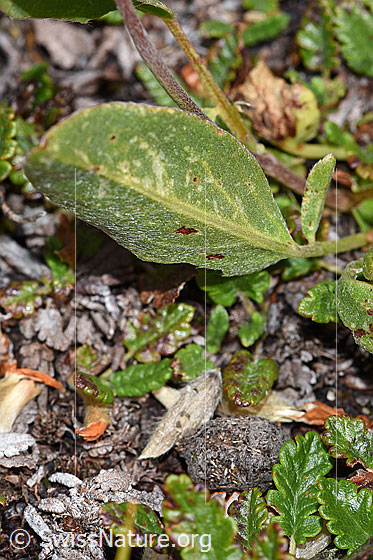 Photo: Anthyllis vulneraria ssp. Alpestris. Leaf underside.