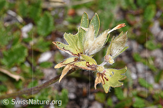 Photo: Anthyllis vulneraria ssp. Alpestris. Flowers after fading.