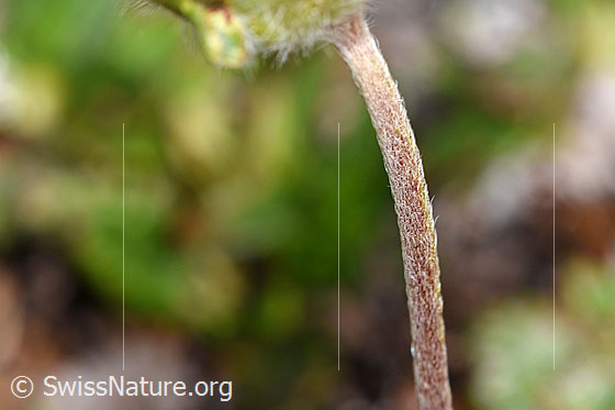 Photo: Anthyllis vulneraria ssp. Alpestris. Stem.