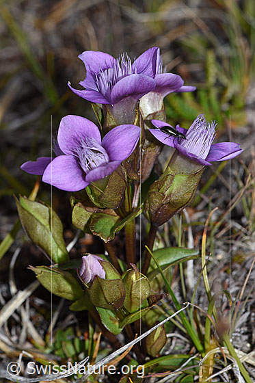 Foto: Käfer an Feld-Enzian (Gentiana campestris). Höhe: ca. 6cm.