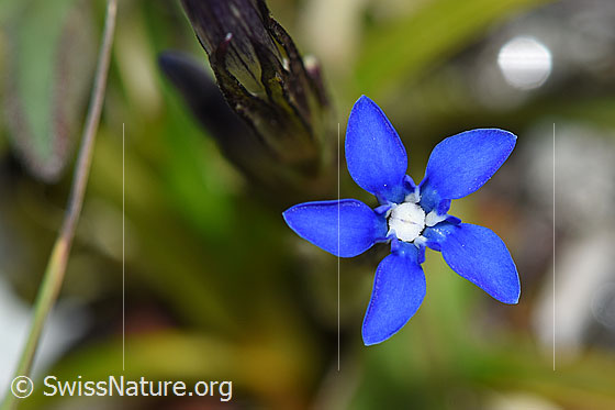 Schnee-Enzian (Gentiana nivalis)