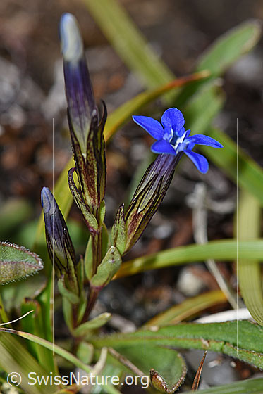 Foto: Schnee-Enzian (Gentiana nivalis). Ansicht von der Seite.