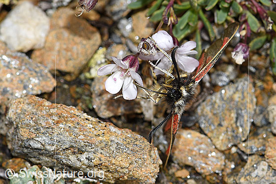 Foto: Alpen-Widderchen (Zygaena exulans) an Kriechendem Gipskraut (Gypsophila repens). Weibchen. Ansicht von vorne.