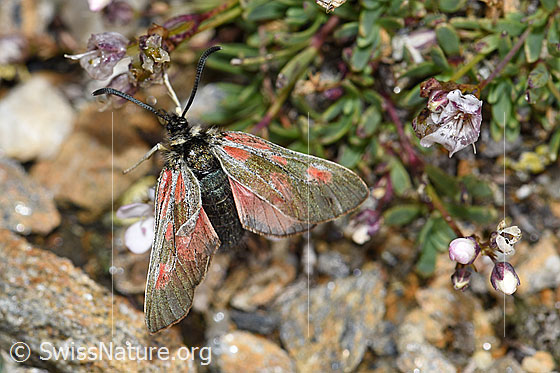 Foto: Alpen-Widderchen (Zygaena exulans) an Kriechendem Gipskraut (Gypsophila repens). Weibchen. Ansicht von oben.
