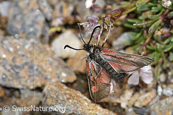 Photo: Zygaena exulans on Gypsophila repens. Female. View from above.
