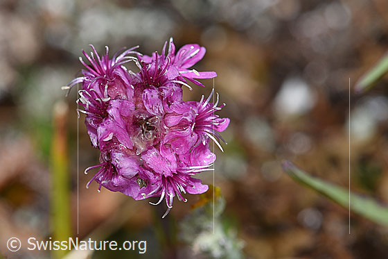 Foto: Alpen-Pechnelke (Silene suecica). Blüten.