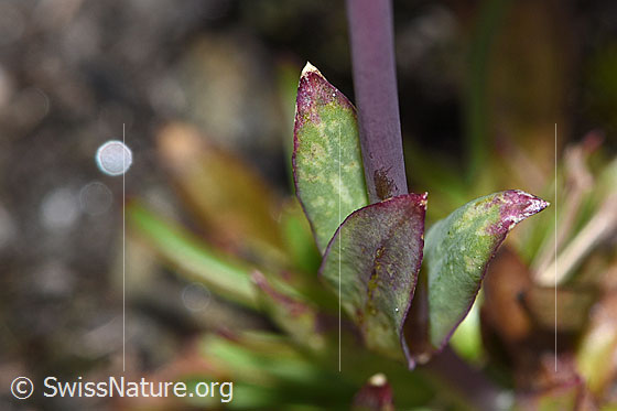Foto: Alpen-Pechnelke (Silene suecica). Stängel und Blätter.
