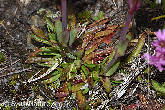 Foto: Alpen-Pechnelke (Silene suecica). Stängel und Blätter.