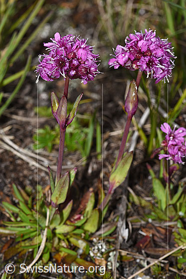 Foto: Alpen-Pechnelke (Silene suecica). Ganze Pflanze (Habitus).