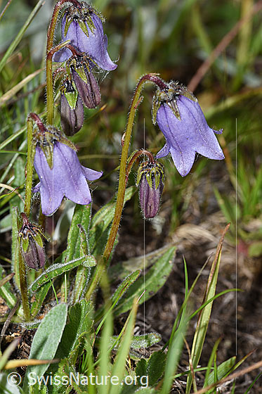 Foto: Bärtige Glockenblume (Campanula barbata). Ganze Pflanze (Habitus).