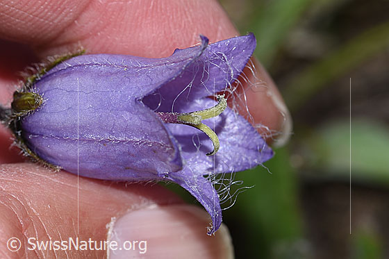 Foto: Bärtige Glockenblume (Campanula barbata). Blüte.
