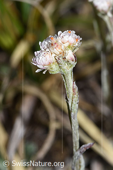 Foto: Gemeines Katzenpfötchen (Antennaria dioica). Stängel und Blüten.