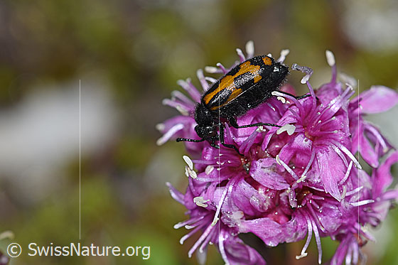 Foto: Mylabris flexuosa (Ölkäfer) auf Alpen-Pechnelke (Silene suecica). Länge 11mm. Ansicht von der Seite.