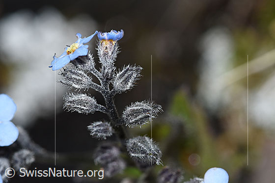 Foto: Alpen-Vergissmeinnicht (Myosotis alpestris). Blüten und Knospen.