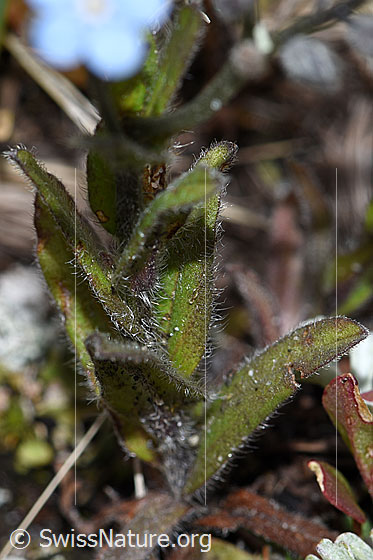 Foto: Alpen-Vergissmeinnicht (Myosotis alpestris). Stängel und Blätter.