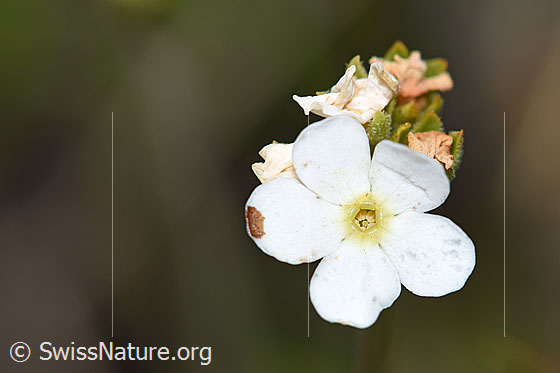 Foto: Stumpfblättriger Mannsschild (Androsace obtusifolia). Blüte.