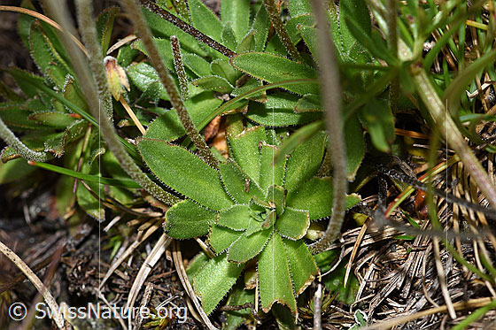 Foto: Stumpfblättriger Mannsschild (Androsace obtusifolia). Lockere Blattrosette und Stängel.
