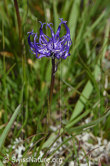 Foto: Halbkugelige Rapunzel (Phyteuma hemisphaericum). Blüte und Stängel.