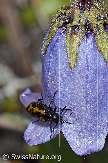 Foto: Mylabris flexuosa (Ölkäfer) an Bärtige Glockenblume (Campanula barbata). Ansicht von schräg oben.