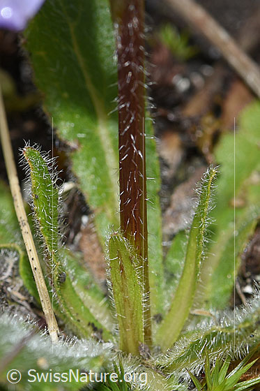 Foto: Bärtige Glockenblume (Campanula barbata). Stängel und Grundblätter.