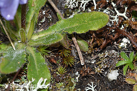 Foto: Bärtige Glockenblume (Campanula barbata). Grundblätter.