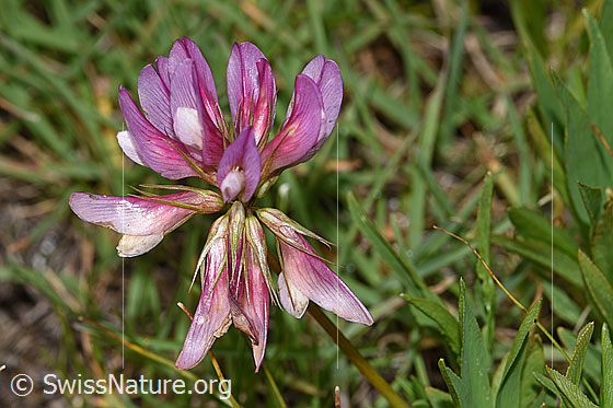 Photo: Trifolium alpinum. Blossoms.