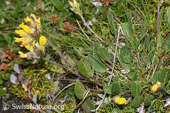 Foto: Alpen-Wundklee (Anthyllis vulneraria ssp. alpestris). Ganze Pflanze (Habitus).
