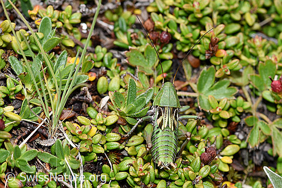 Photo: Decticus verrucivorus. Male. Nymph stage 7. View from above.