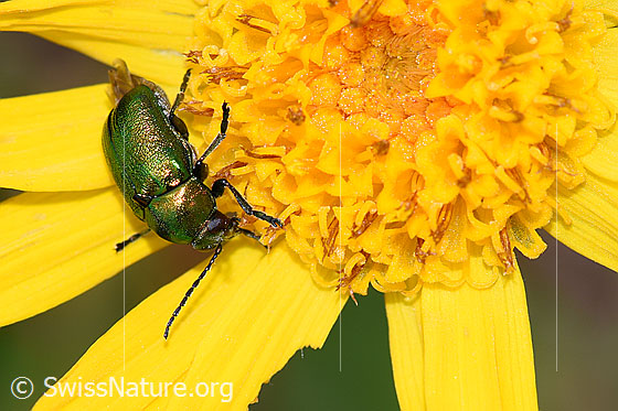 Foto: Wahrscheinlich Grünblauer Fallkäfer (Cryptocephalus sericeus) auf Arnika (Arnica montana). Länge 6mm. Ansicht von schräg oben.