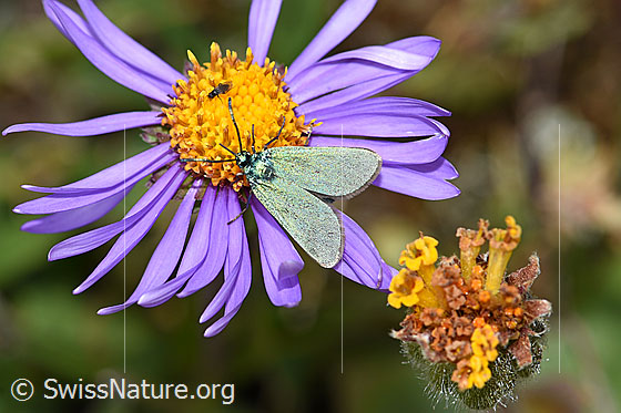 Foto: Wahrscheinlich Sonnenröschen-Grünwidderchen (Adscita geryon) auf Alpen-Aster (Aster alpinus). Ansicht von oben.