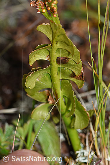 Foto: Echte Mondraute (Botrychium lunaria). Fiedern (Blätter) und Stängel.