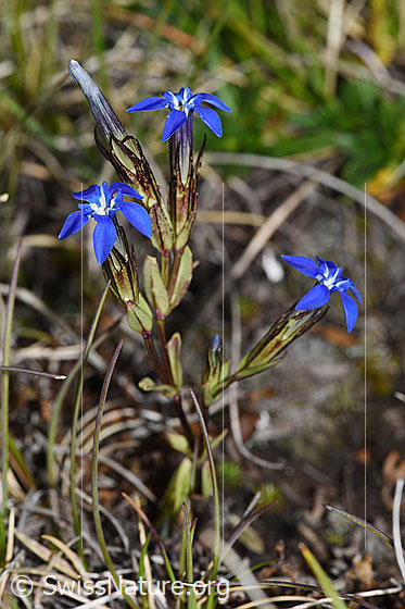 Foto: Schnee-Enzian (Gentiana nivalis). Ganze Pflanze (Habitus). Höhe: 7cm. 
