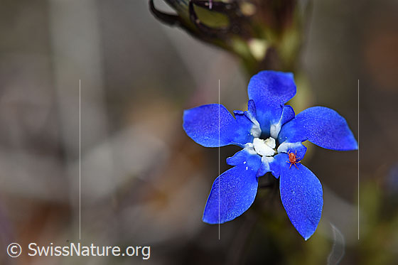 Foto: Schnee-Enzian (Gentiana nivalis). Blüte. Durchmesser: 1cm.