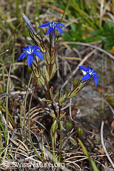 Foto: Schnee-Enzian (Gentiana nivalis). Ganze Pflanze (Habitus). Höhe: 7cm.