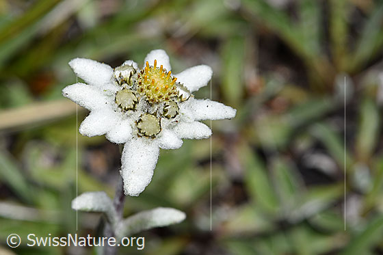 Photo: Leontopodium alpinum. Blossom.