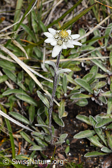 Foto: Edelweiss (Leontopodium alpinum). Ganze Pflanze (Habitus)