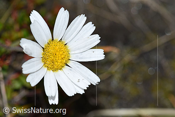 Foto: Gewöhnliche Alpenmargerite (Leucanthemopsis alpina). Blüte.