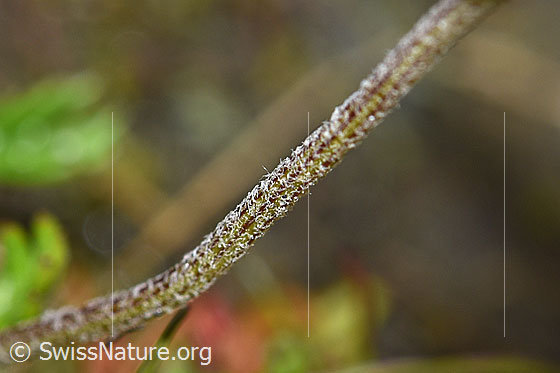 Foto: Gewöhnliche Alpenmargerite (Leucanthemopsis alpina). Stängel.