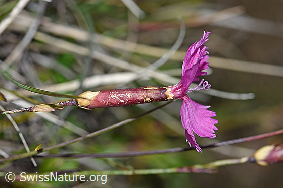 Foto: Stein-Nelke (Dianthus sylvestris). Blüte, Kelch und  Stängel. Ansicht von der Seite.