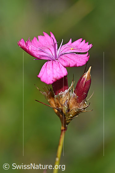 Foto: Gewöhnliche Kartäuser-Nelke (Dianthus carthusianorum). Blüte.