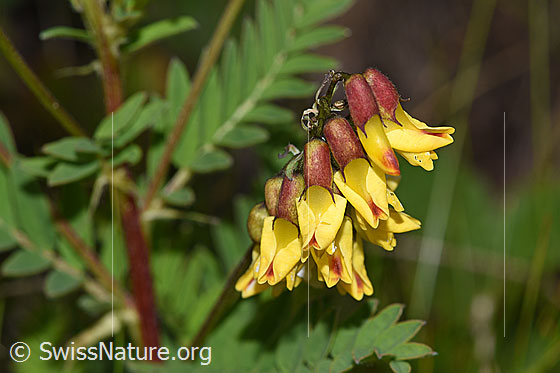 Foto: Alpenlinse (Astragalus penduliflorus). Blüten.