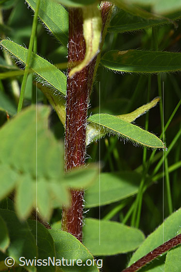 Foto: Alpenlinse (Astragalus penduliflorus). Stängel und Blätter.