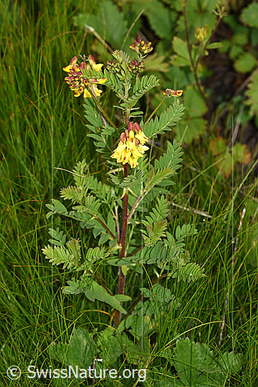 Foto: Alpenlinse (Astragalus penduliflorus). Ganze Pflanze (Habitus).