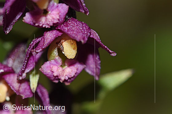 Foto: Braunrote Sumpfwurz (Epipactis atrorubens). Blüte. Ansicht von vorne.