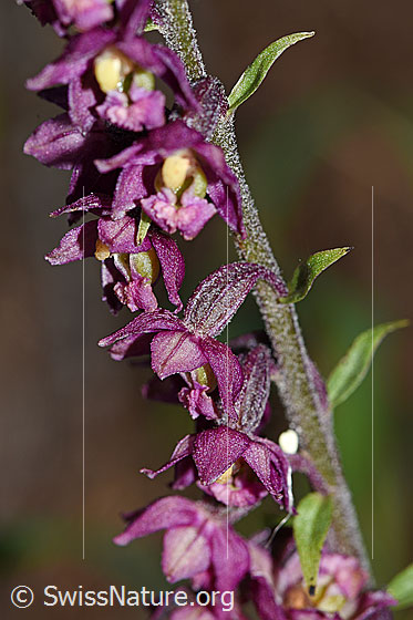 Foto: Braunrote Sumpfwurz (Epipactis atrorubens). Blüten und Stängel.