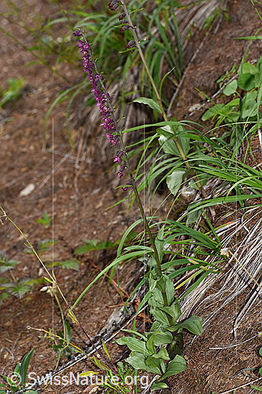 Foto: Braunrote Sumpfwurz (Epipactis atrorubens). Ganze Pflanze (Habitus).