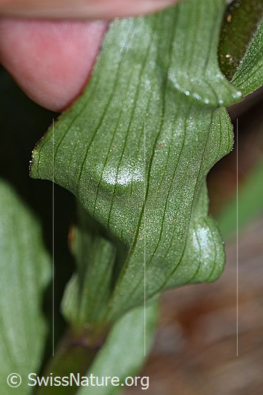 Foto: Braunrote Sumpfwurz (Epipactis atrorubens). Blattunterseite.