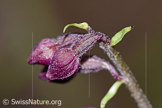 Foto: Braunrote Sumpfwurz (Epipactis atrorubens). Noch geschlossene Blüten.