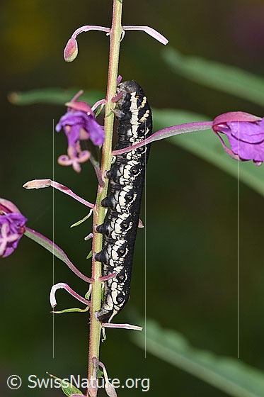 Foto: Wahrscheinlicch Raupe des Nachtkerzenschwärmers (Proserpinus proserpina) an Wald-Weidenröschen (Epilobium angustifolium). Ansicht von der Seite.
